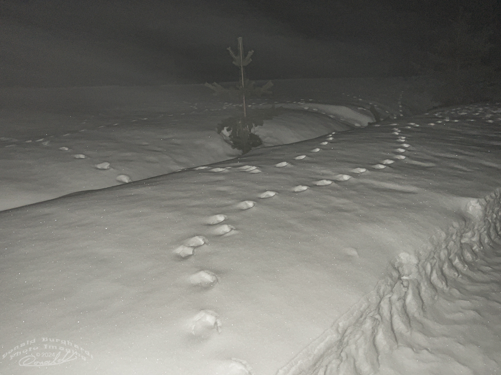 Animal tracks 2